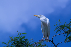 heron-garde-boeuf-2-1-sur-1