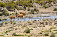 vigognes-a-la-riviere-1-sur-1