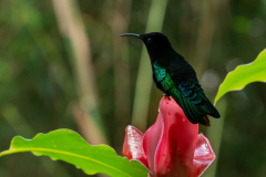 Frenkel-Denis-colibri-3