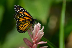 Frenkel-Denis-fkl-7746