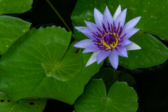 Frenkel-Denis-nenuphare