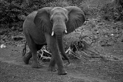 Frenkel-Denis-regard