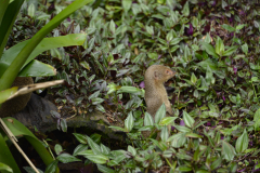 la-mangouste-1-sur-1