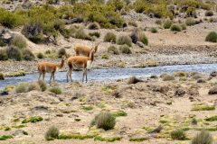vigognes-a-la-riviere-1-sur-1