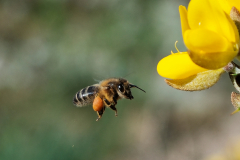 ABEILLE