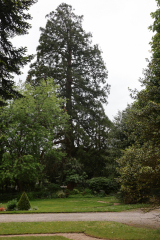 Arbre-Pontivy-2