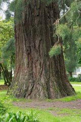 Arbre-Pontivy