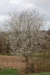 R62_0188-Arbre-ou-Aubepine-Gaetan