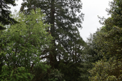 Arbre-Pontivy-2
