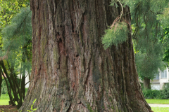 Arbre-Pontivy