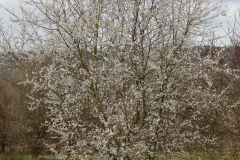 R62_0188-Arbre-ou-Aubepine-Gaetan