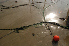 marée descendante JPStéphant