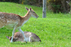 Daims à la sieste JPStéphant