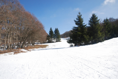 neige, bouleaux et sapins JPStéphant