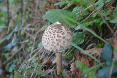 Lépiote élevée