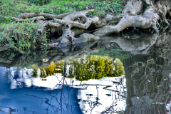 racines-et-reflets