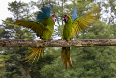 Prise de becs-Jocelyne Magnier