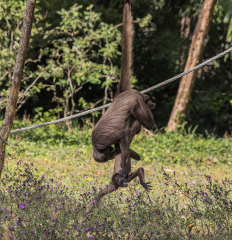 Ateles-a-ventre-blanc-Jocelyne-Magnier