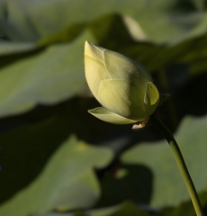 Bouton-de-Lotus-Jocelyne Magnier