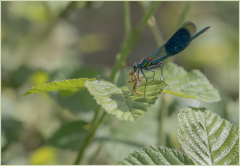 Calopterix-Jocelyne Magnier