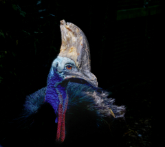 Casoar-a-casque-Jocelyne Magnier