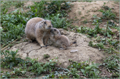 Chiens-de-prairie-Jocelyne Magnier