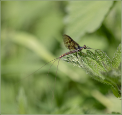 Ephemere-Jocelyne Magnier
