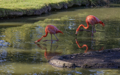 Flament-Cuba-Jocelyne Magnier