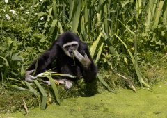 Gibbon-a-mains-blanches-Jocelyne-Magnier