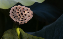 Graines-Lotus-Capitule-jocelyne Magnier