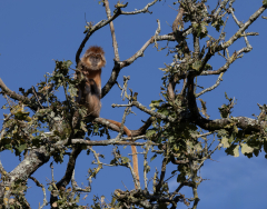 Lengure-de-Java-Jocelyne-Magnier