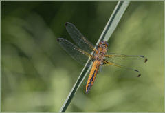 Libellule-Fauve-Jocelyne Magnier