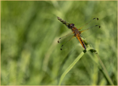 Libellule-fauve-Jocelyne Magnier