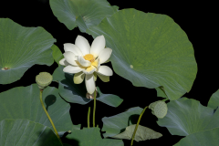 Lotus-blanc-Jocelyne-Magnier
