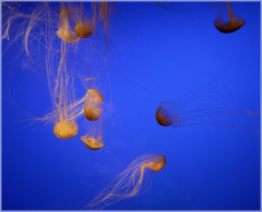 Meduses-Jocelyne Magnier