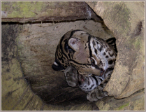 Ocelot