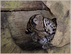 Ocelot-Jocelyne Magnier