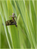 Predation
