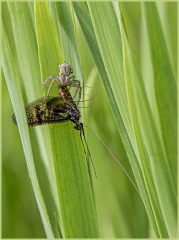 Predation-Jocelyne Magnier