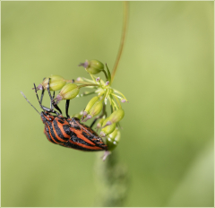 Punaise-Arlequin-Jocelyne Magnier