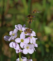 Eristalis