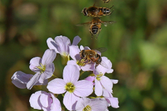 Eristalis