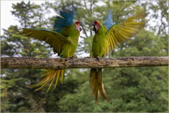 Prise de becs-Jocelyne Magnier