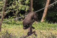 Ateles-a-ventre-blanc-Jocelyne-Magnier