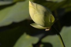 Bouton-de-Lotus-Jocelyne Magnier