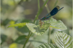 Calopterix-Jocelyne Magnier