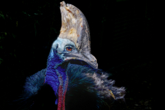 Casoar-a-casque-Jocelyne Magnier