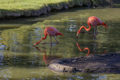 Flament-Cuba-Jocelyne Magnier