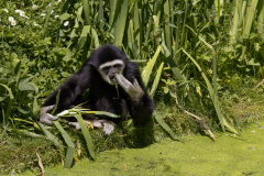 Gibbon-a-mains-blanches-Jocelyne-Magnier