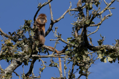 Lengure-de-Java-Jocelyne-Magnier